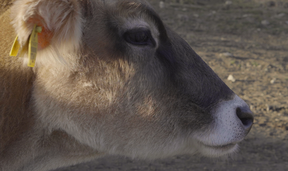 なかほら牧場のジャージー牛