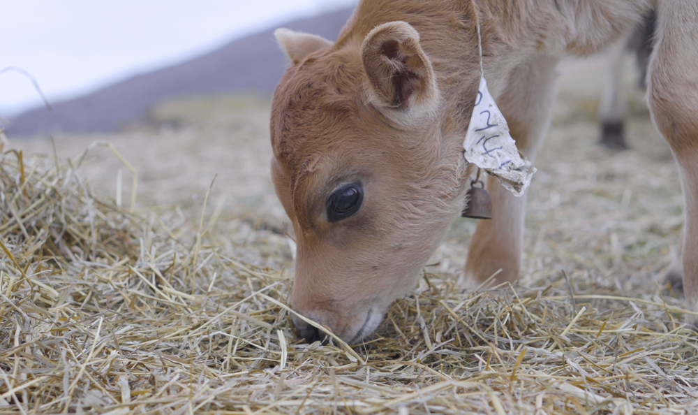 なかほら牧場の草をはむ仔牛